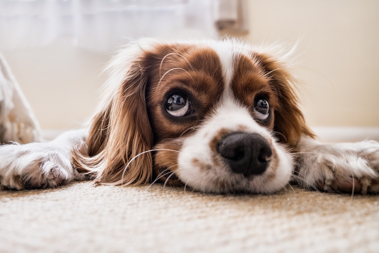 O que cachorro pode comer?