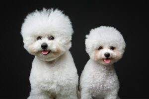 Bichon Frisé