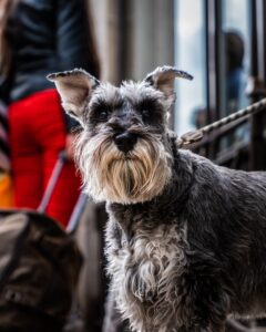 Schnauzer