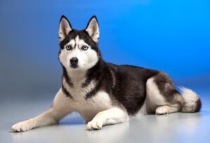 Husky Siberiano