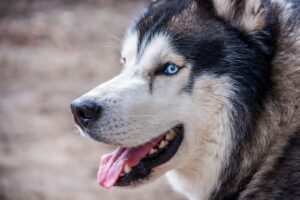 Husky Siberiano