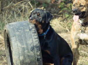 Rottweiler